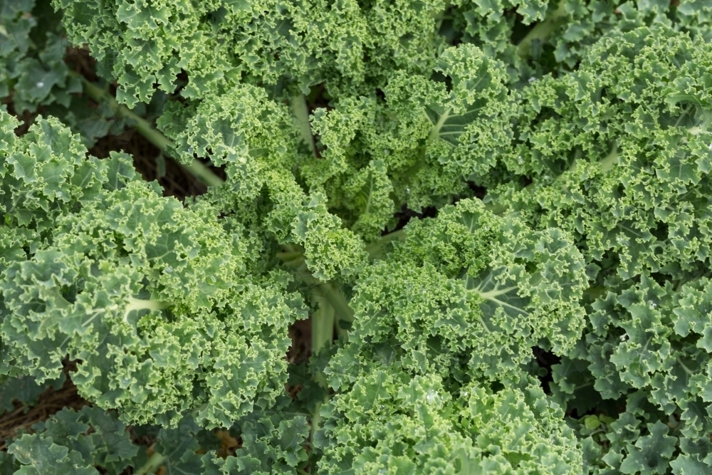 fresh organic green kale leaves - Australian Stock Image