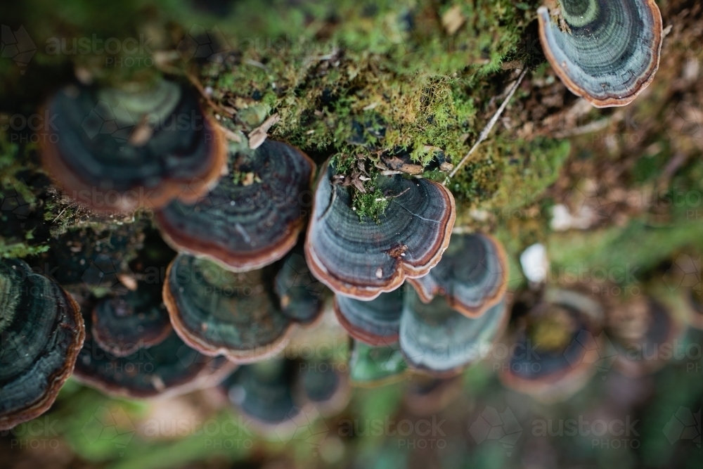 Fungi growing on a log - Australian Stock Image