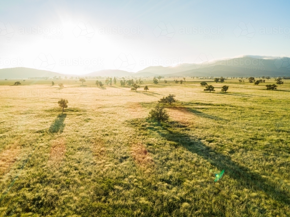 Golden sunlight shining over farm paddock with long green grass - Australian Stock Image