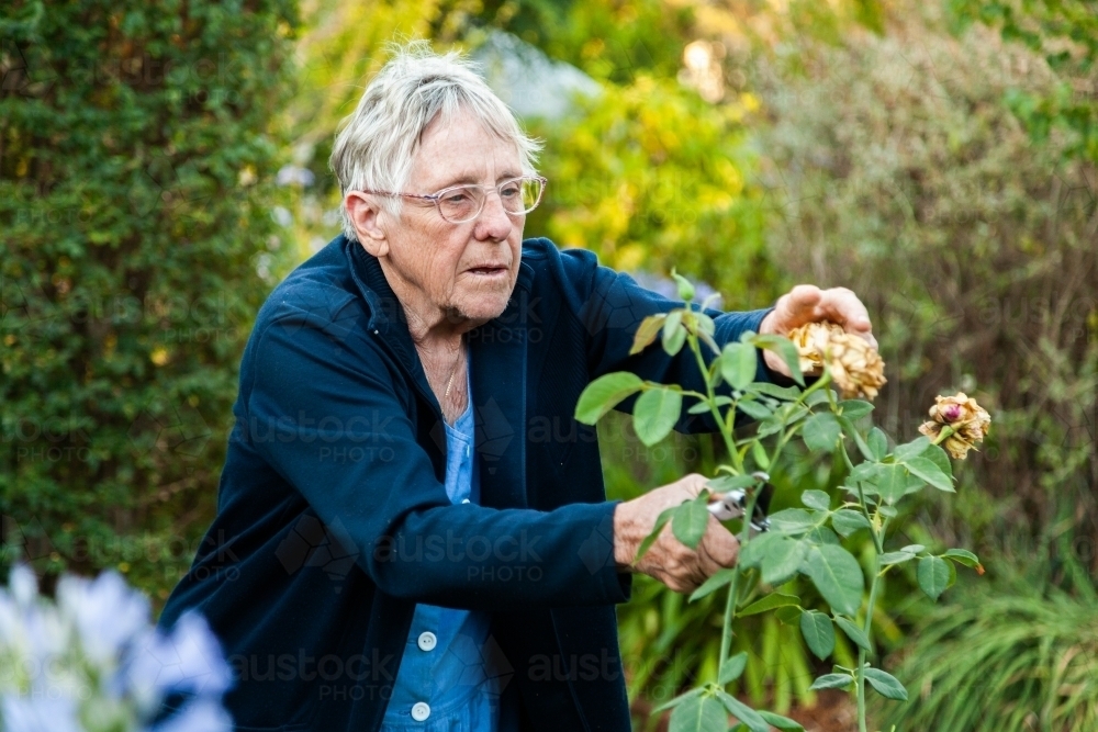 Grandmother pruning roses in her garden - Australian Stock Image