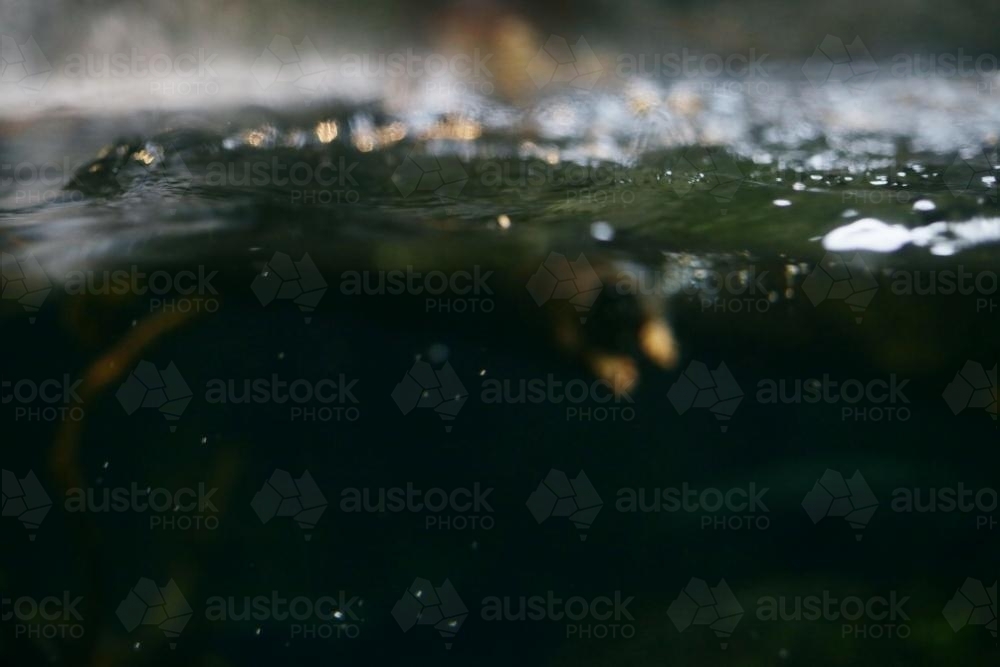 Green abstract view underwater - Australian Stock Image
