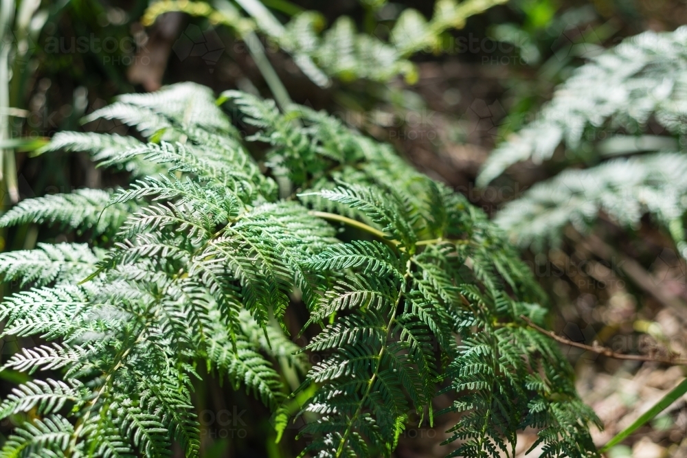 green fern frond - Australian Stock Image