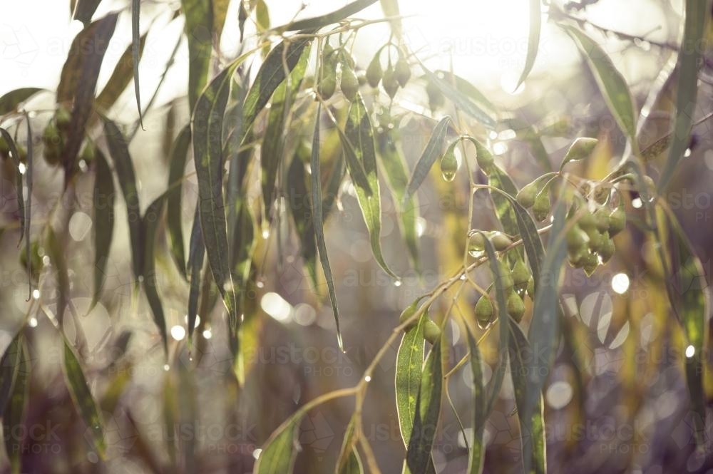 Gum tree branches and leaves in rain with backlit sun - Australian Stock Image
