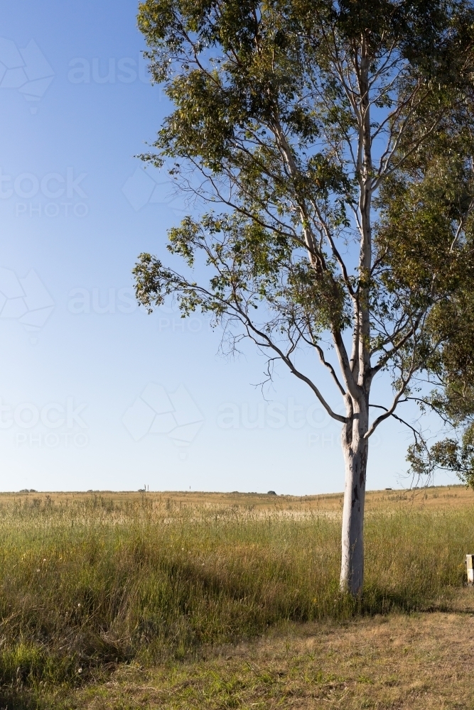 Gum tree with green grass and blue sky - Australian Stock Image