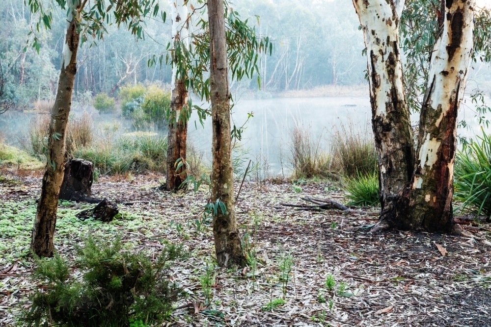 gum trees at edge of wetlands on misty morning - Australian Stock Image