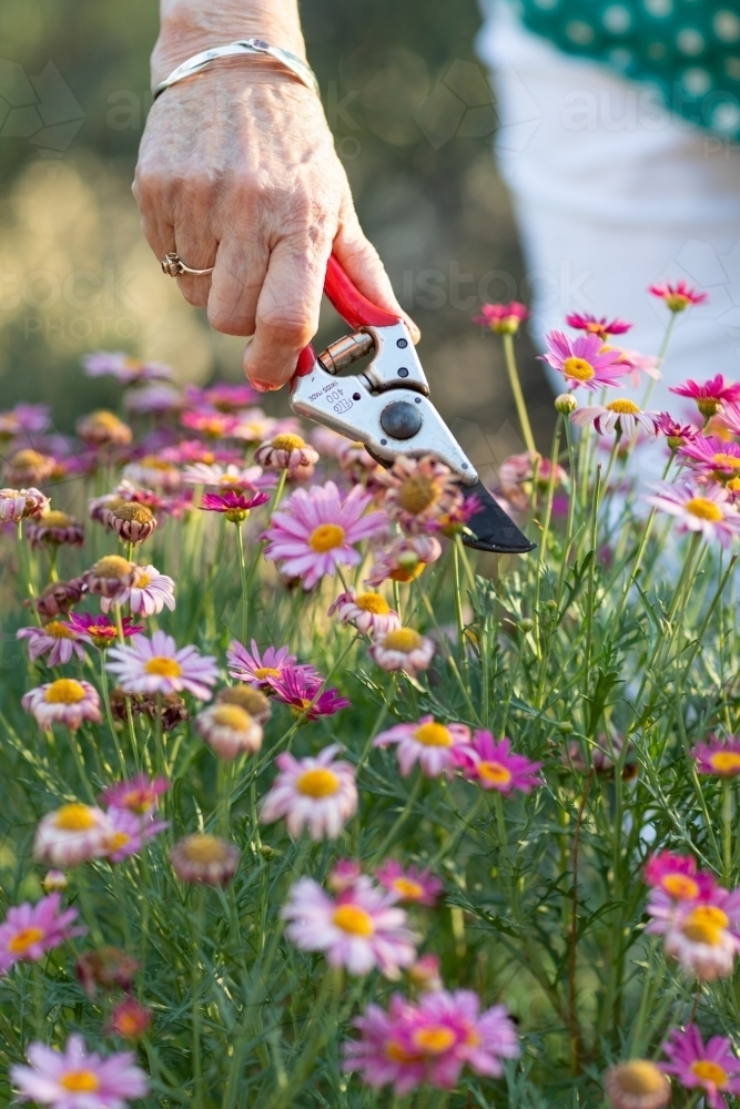 hand of elderly woman holding secateurs trimming daisy flowers - Australian Stock Image