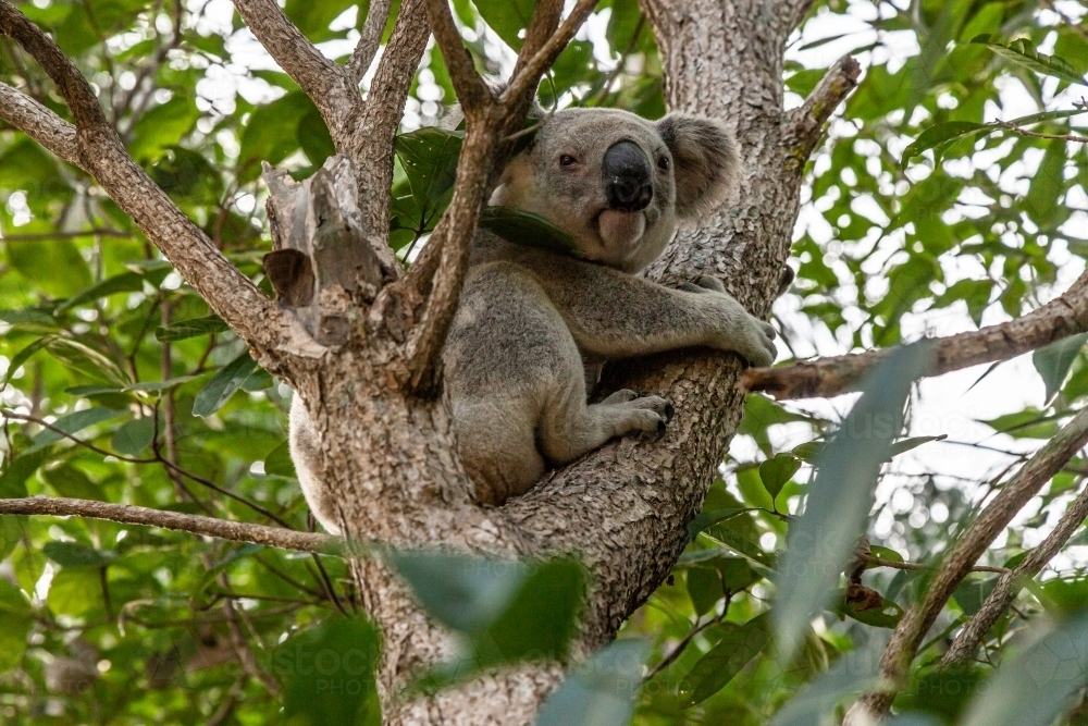 horizontal shot of a koala on a tree with leaves in the background - Australian Stock Image