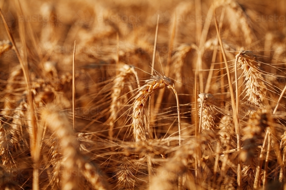 Horizontal shot of wheat grain field on a sunny day - Australian Stock Image