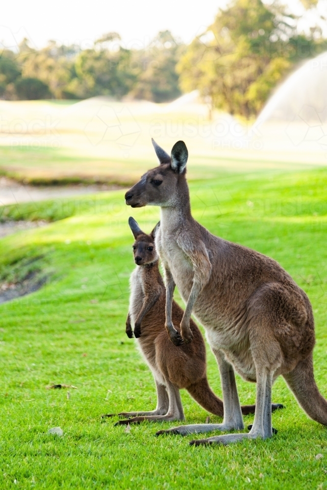 Kangaroo with joey standing on green grass - Australian Stock Image