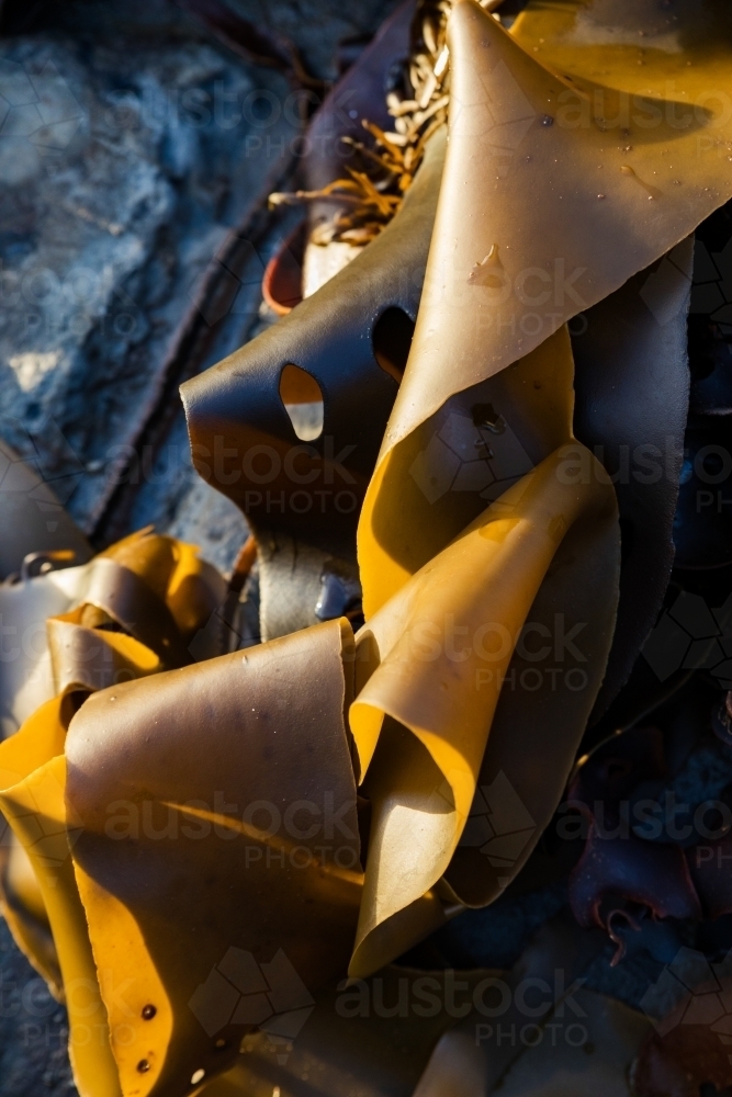 kelp and seaweed washed up on a rock - Australian Stock Image
