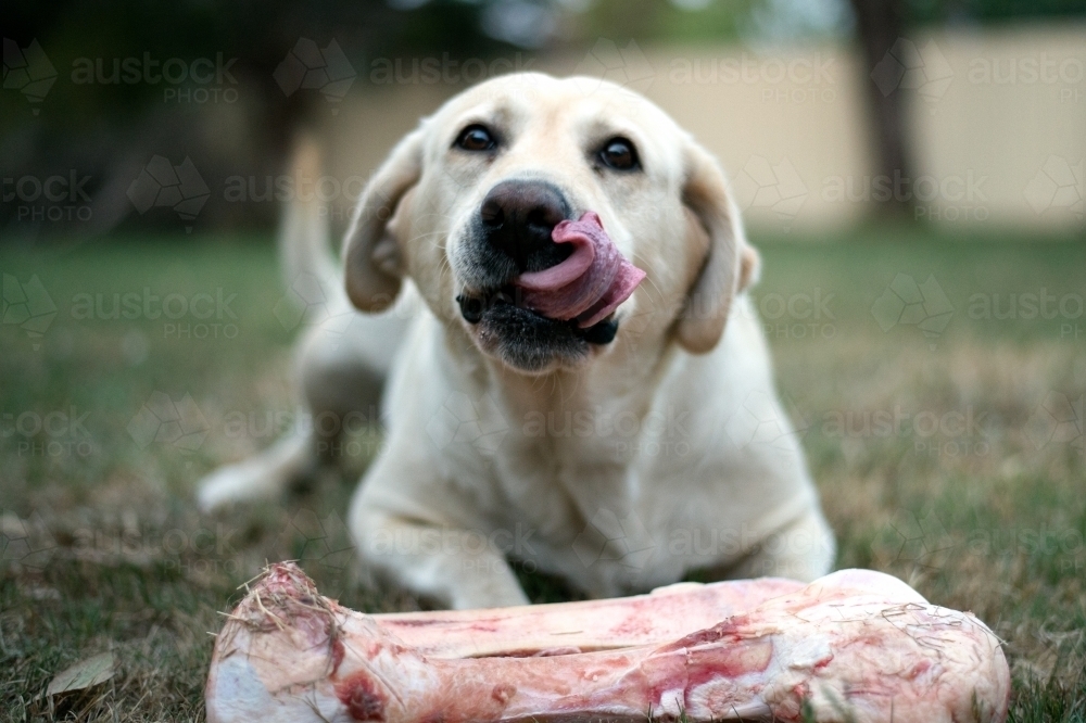Labrador With Large Bone Licking Lips - Australian Stock Image