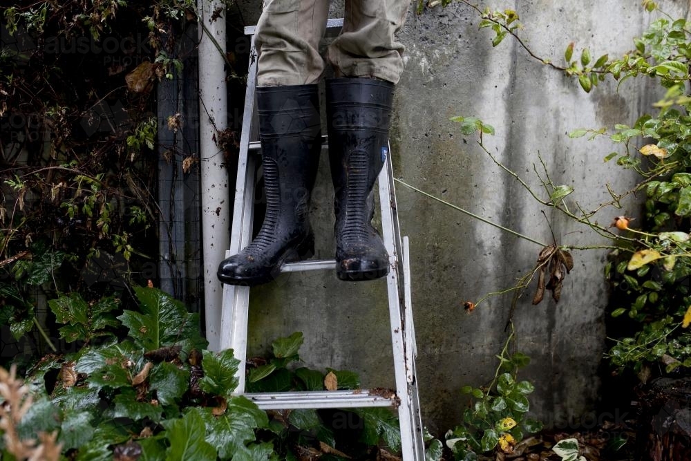 Legs of a man in gumboots on a ladder in the garden - Australian Stock Image
