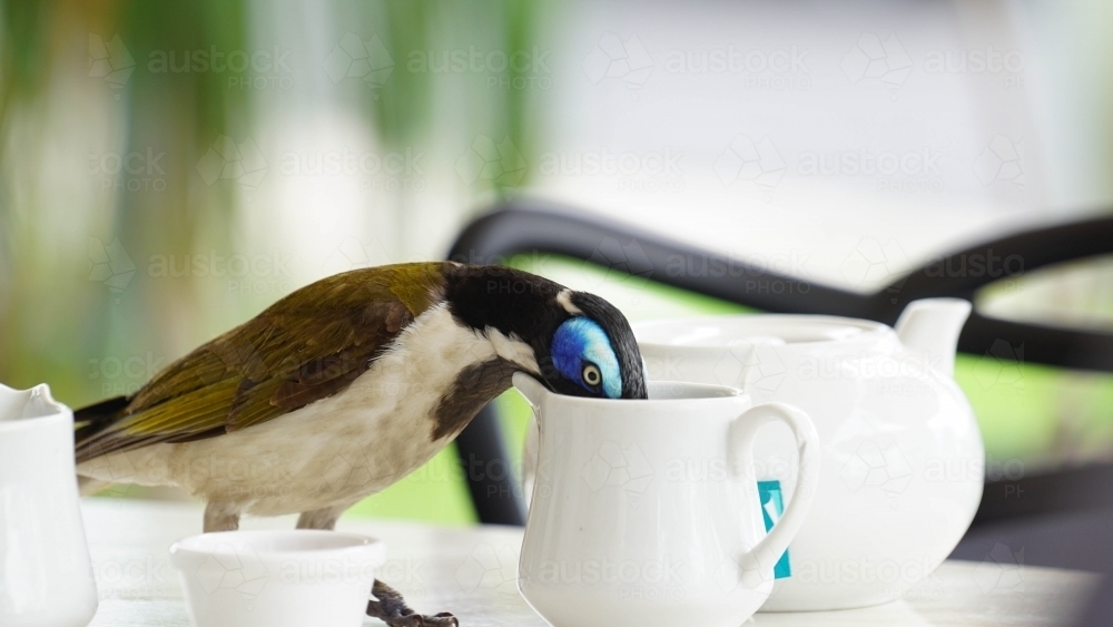 Little bird drinking out of milk jug on table - Australian Stock Image