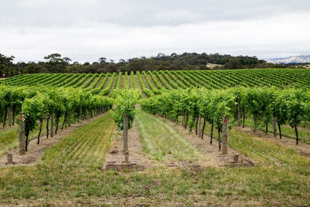looking along rows of grapevines - Australian Stock Image