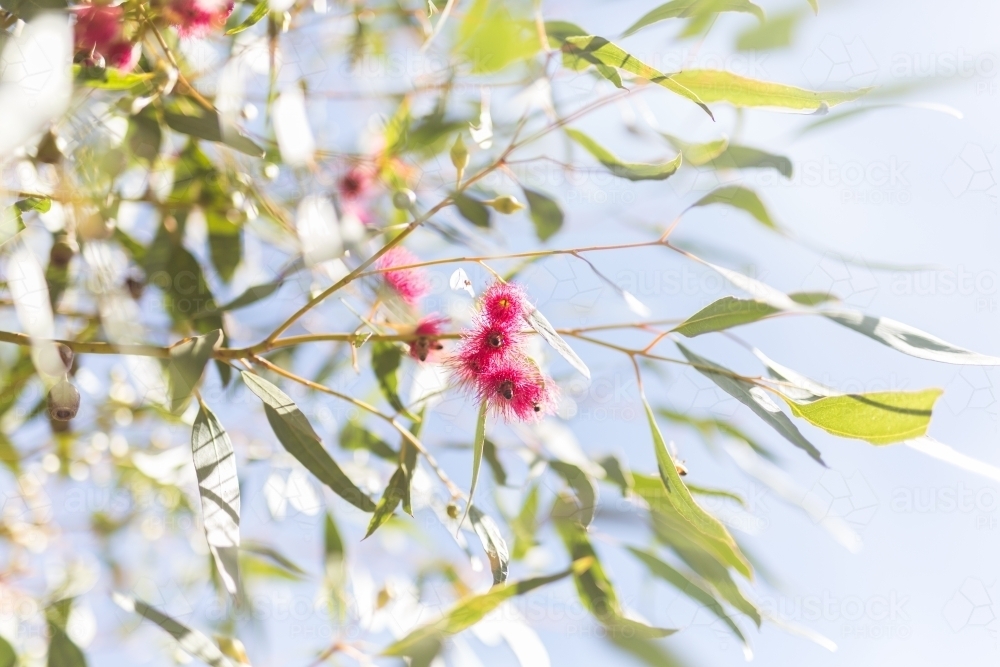 Looking up at pink gum flowers and leaves with sun flare - Australian Stock Image