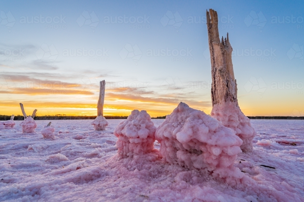 Low angled view of weathered fenceposts in a salt lake encrusted with pink salt crystals - Australian Stock Image