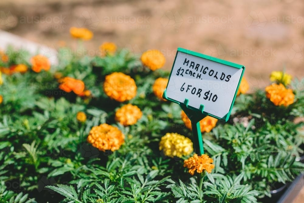Marigolds for sale in the sun - Australian Stock Image