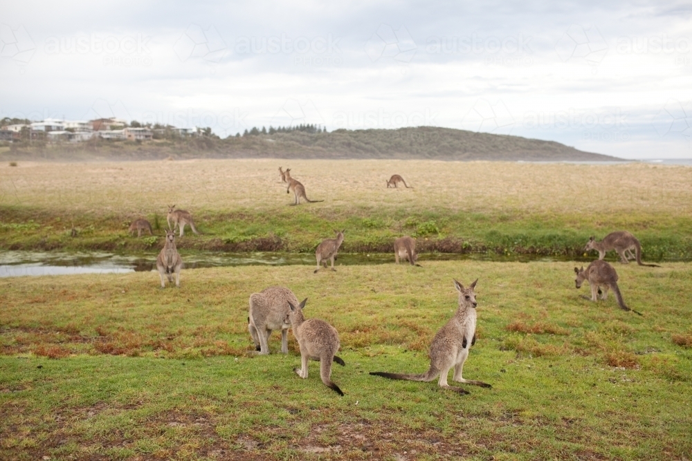 Mob of kangaroos - Australian Stock Image