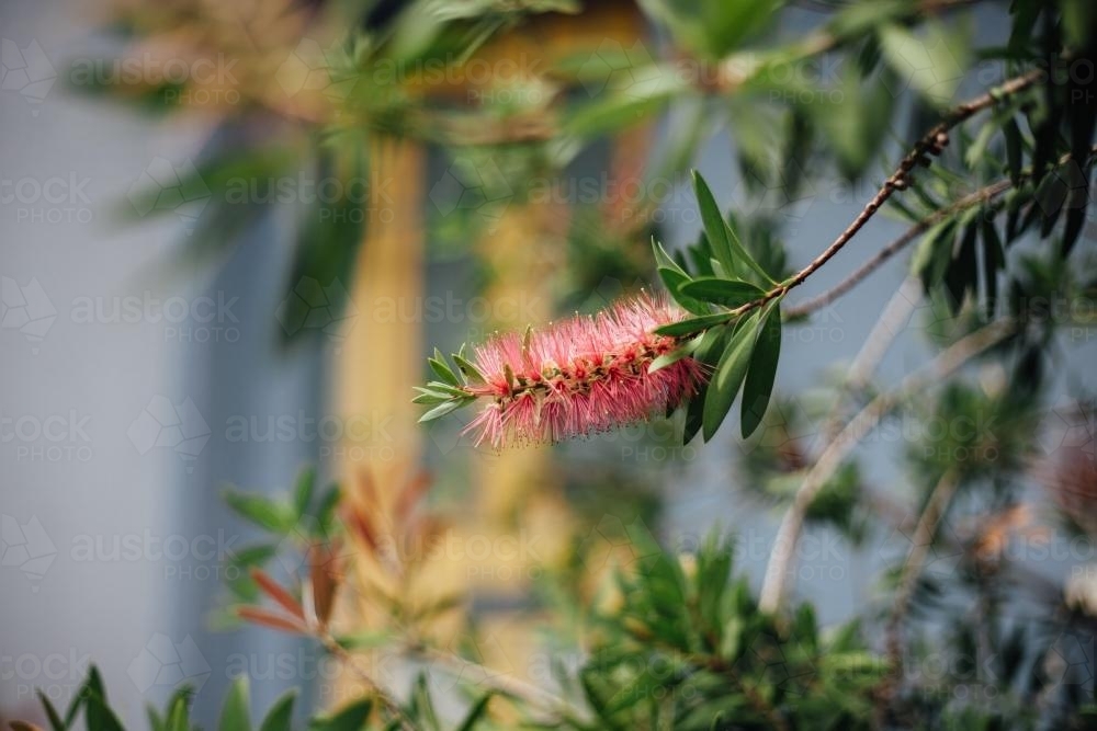 Native Australian Flower - Australian Stock Image