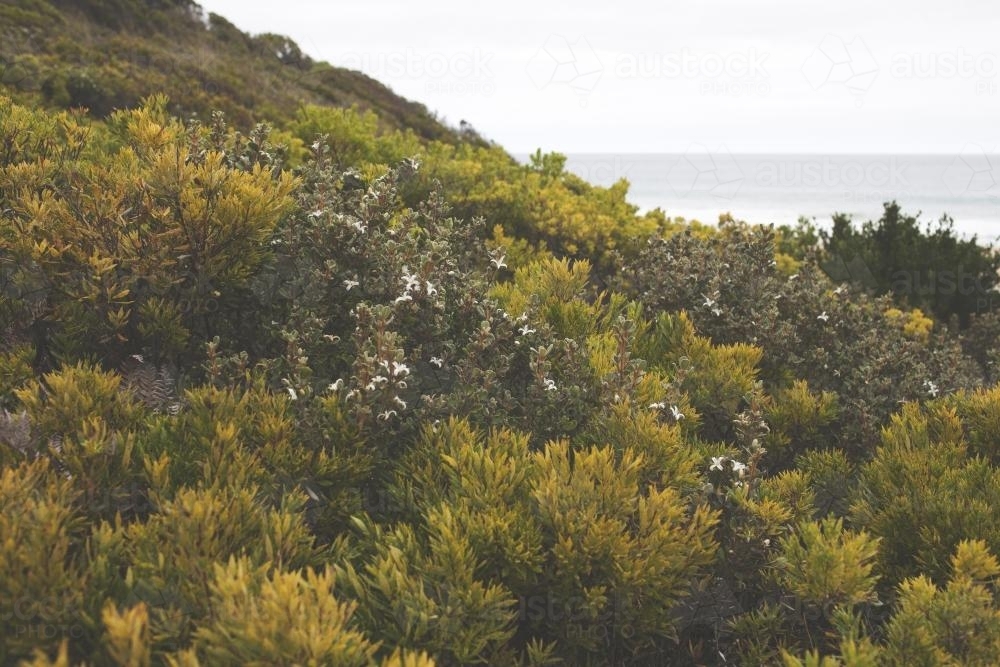 Natural plants overlooking ocean - Australian Stock Image