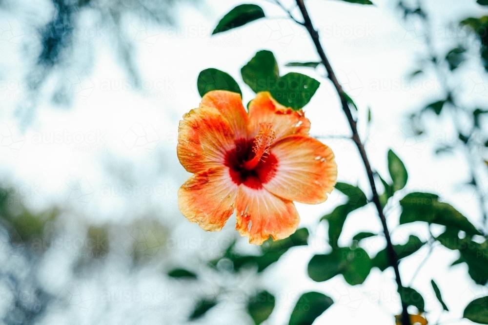 Orange flower - Australian Stock Image