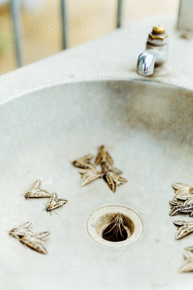 Outdoor sink filled with moths and insects - Australian Stock Image