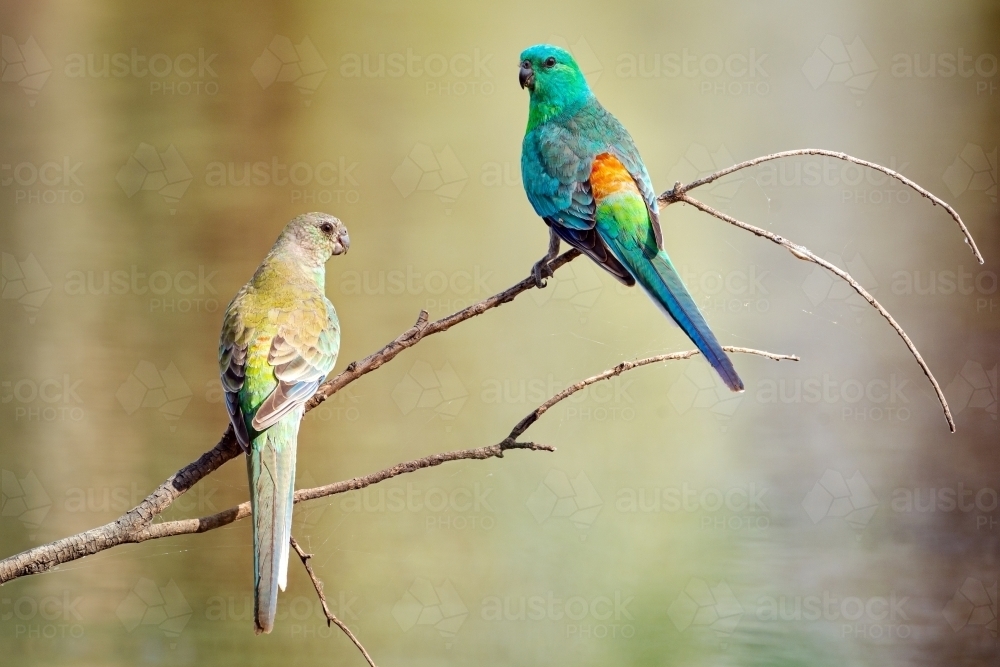 Pair of beautiful little Red-rumped Parrots on a bare branch with blurred out water reflections - Australian Stock Image