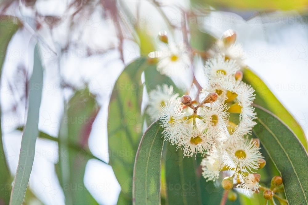 Pale gum blossom flowers and leaves on tree - Australian Stock Image