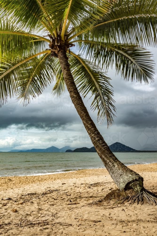 Palm tree with stormy sky and Island background - Australian Stock Image