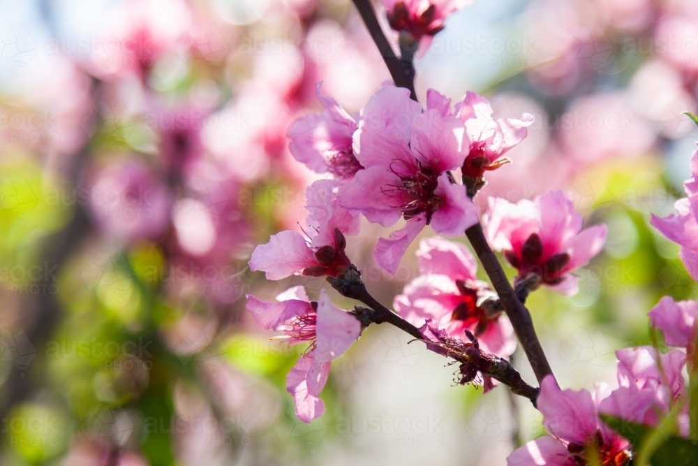 Pink blossoms on peach bush on a spring afternoon - Australian Stock Image