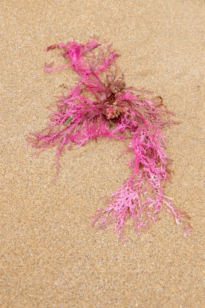 pink seaweed on sand - Australian Stock Image