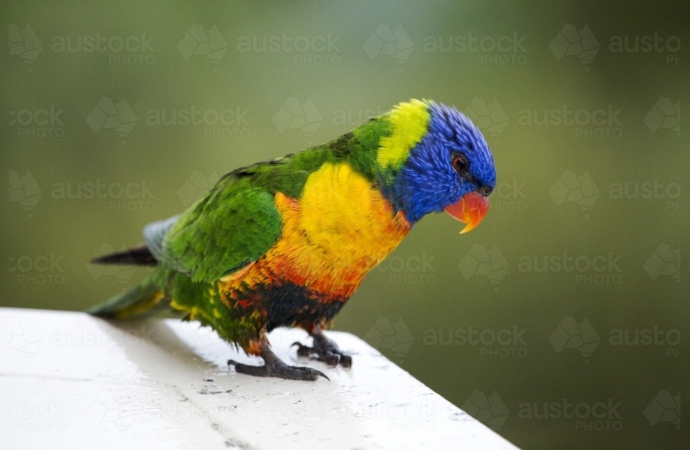 Rainbow lorikeet facing right - Australian Stock Image