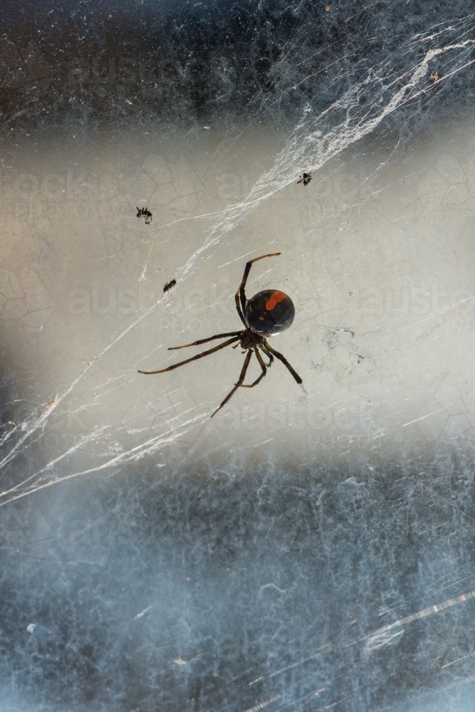 Red back spider with messy web - Australian Stock Image