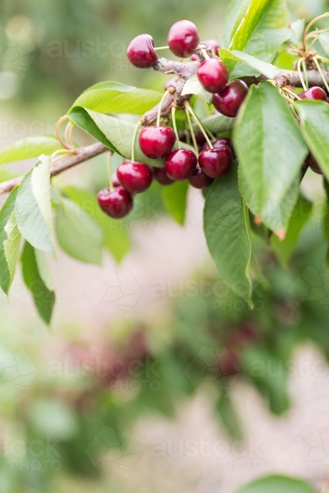 Ripe cherries hanging from a branch - Australian Stock Image