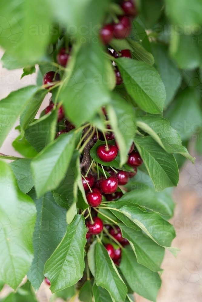 Ripe cherries hanging from a branch - Australian Stock Image