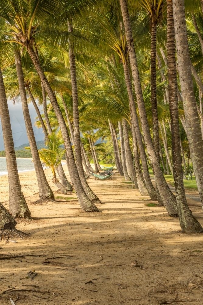 Row of Palm trees on beach with hammock - Australian Stock Image