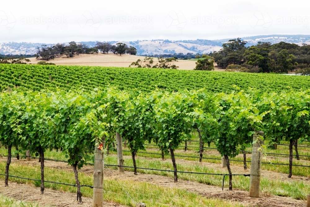 Rows of leafy grape vines with hills in the background - Australian Stock Image