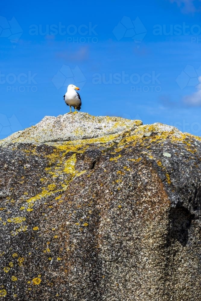 Seagull on a lichen rock - Australian Stock Image