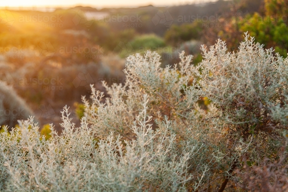 Seaside vegetation plants and shrubs on the coastline at sunset - Australian Stock Image