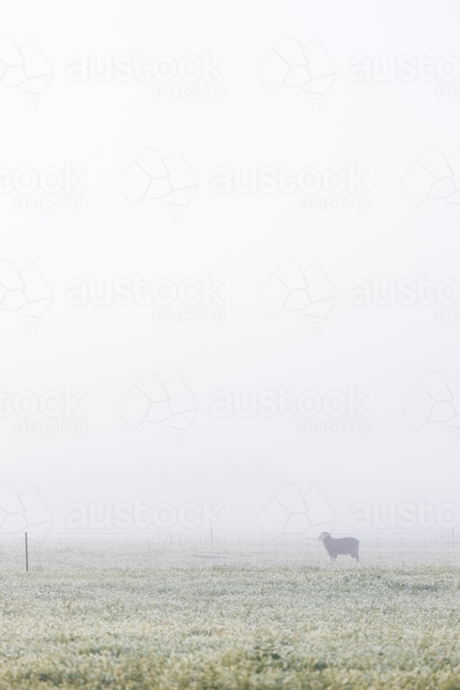 sheep in paddock on a foggy morning - Australian Stock Image