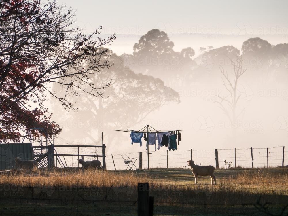 Sheep in the backyard with washing on the line against morning fog - Australian Stock Image