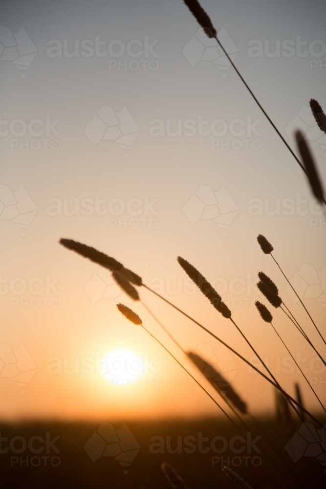 Silhouette of phalaris grass seed heads at sunset - Australian Stock Image