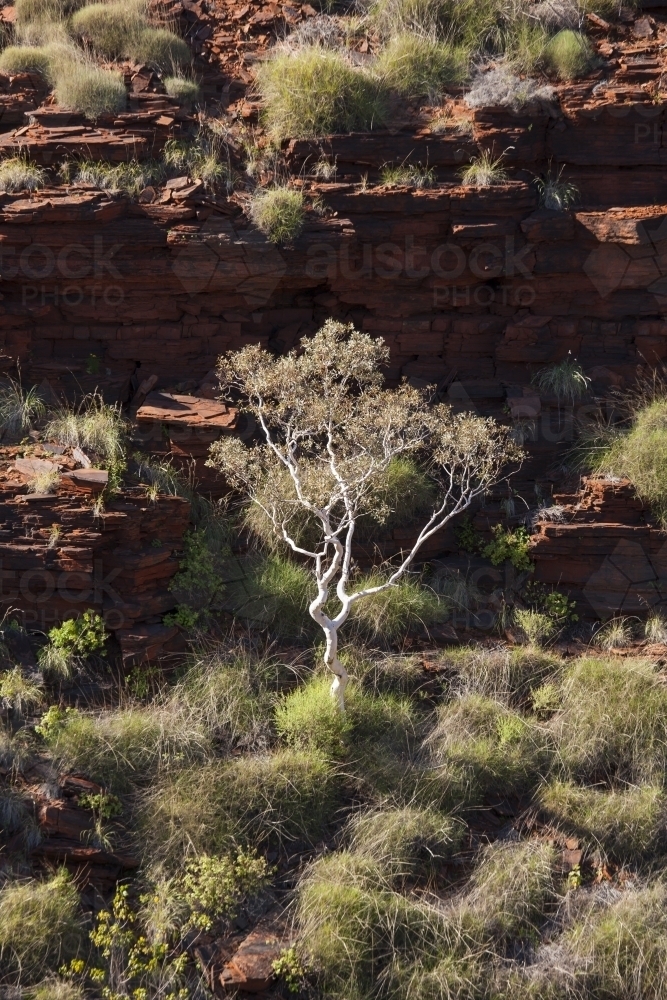 Single ghost gum in outback location - Australian Stock Image
