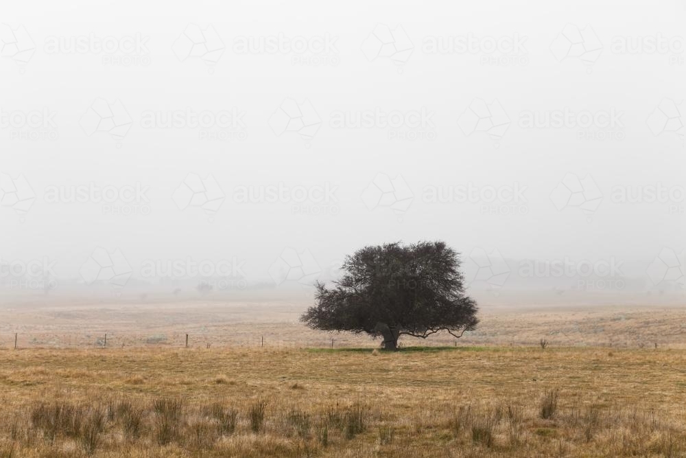 Single tree in remote landscape with mist - Australian Stock Image