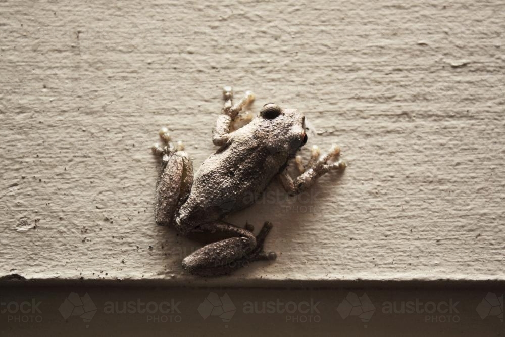 Small brown frog on a wall - Australian Stock Image