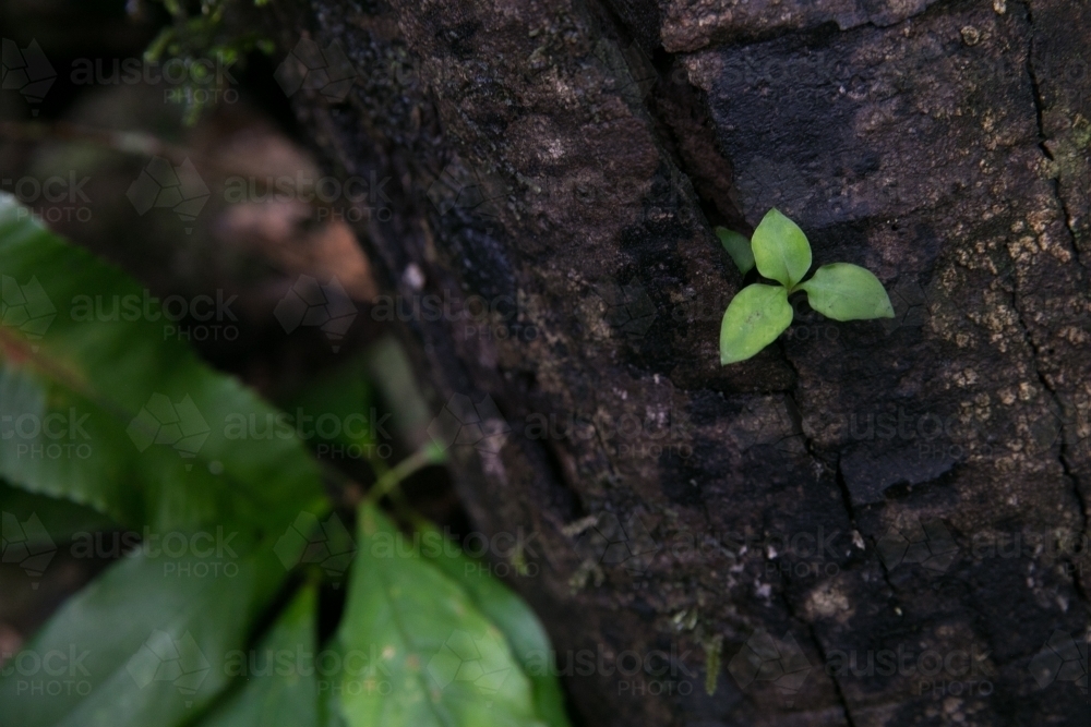 Small plant growing inside a tree - Australian Stock Image