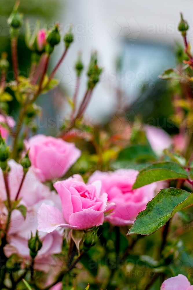Soft pink roses on a rosebush in the garden - Australian Stock Image