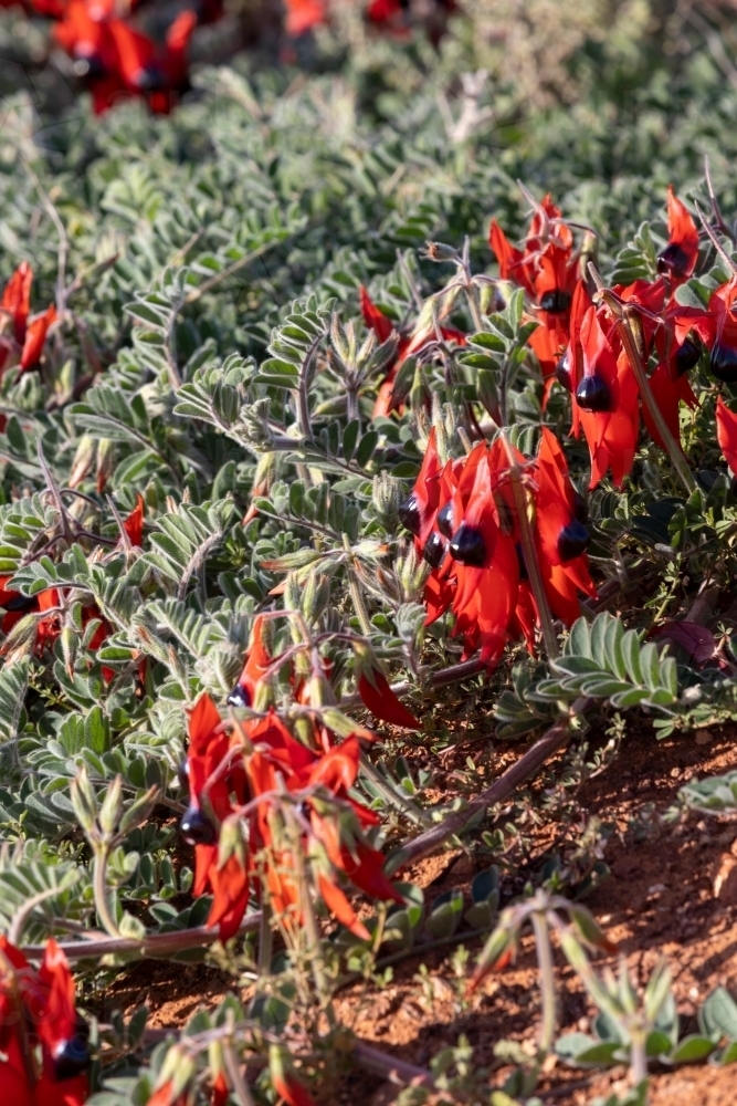 Sturt's desert pea flowering in the wild - Australian Stock Image