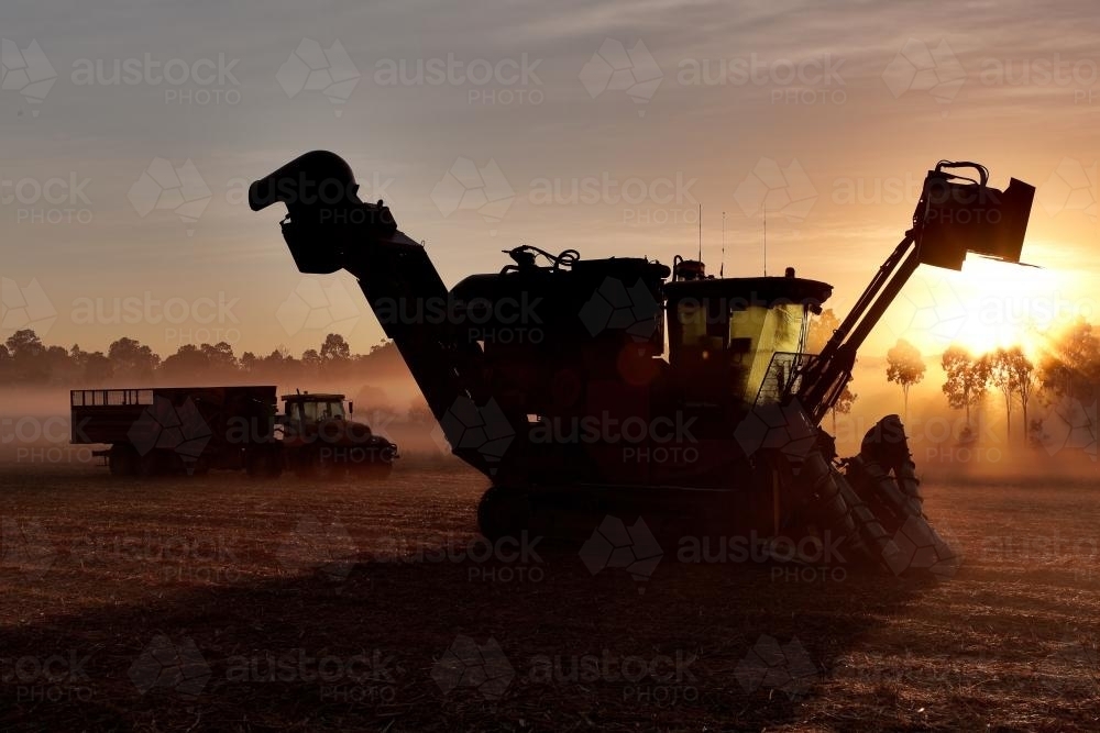 Sugarcane harvester & hopper in a misty field at sunrise - Australian Stock Image