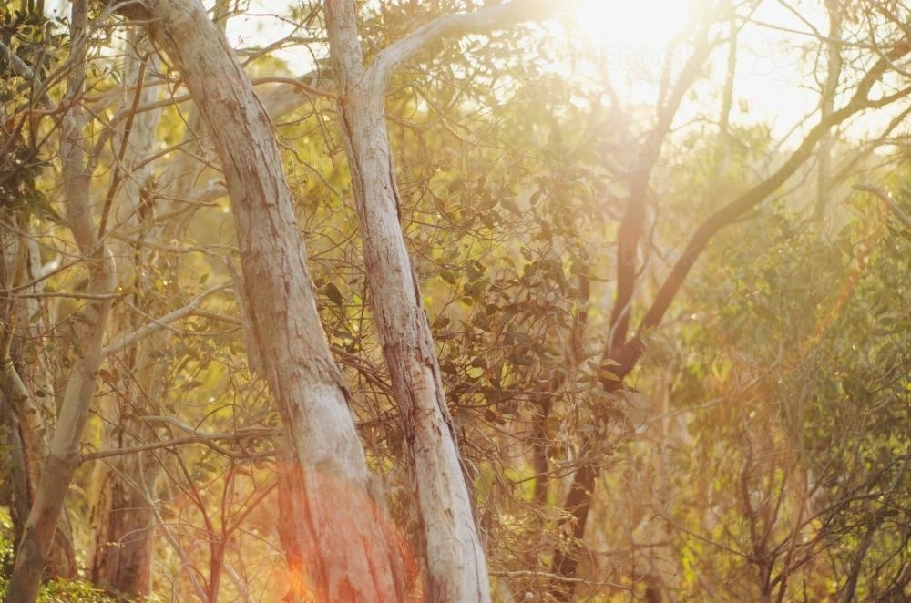 Sunlight filtering through trees - Australian Stock Image